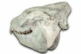 Fossil Oreodont (Merycoidodon) Skull - South Dakota #355528-6